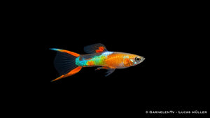 Endlers Guppy männlich "yellow neon" - Poecilia wingei