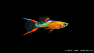 Endlers Guppy männlich "yellow neon" - Poecilia wingei