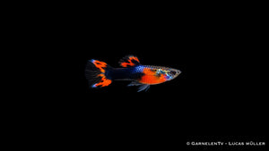 Endlers Guppy männlich red chest black flame - Poecilia wingei