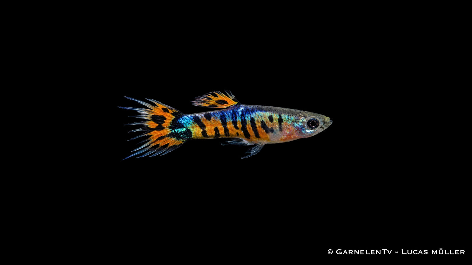 Endlers Guppy männlich tiger crowntail - Poecilia reticulata