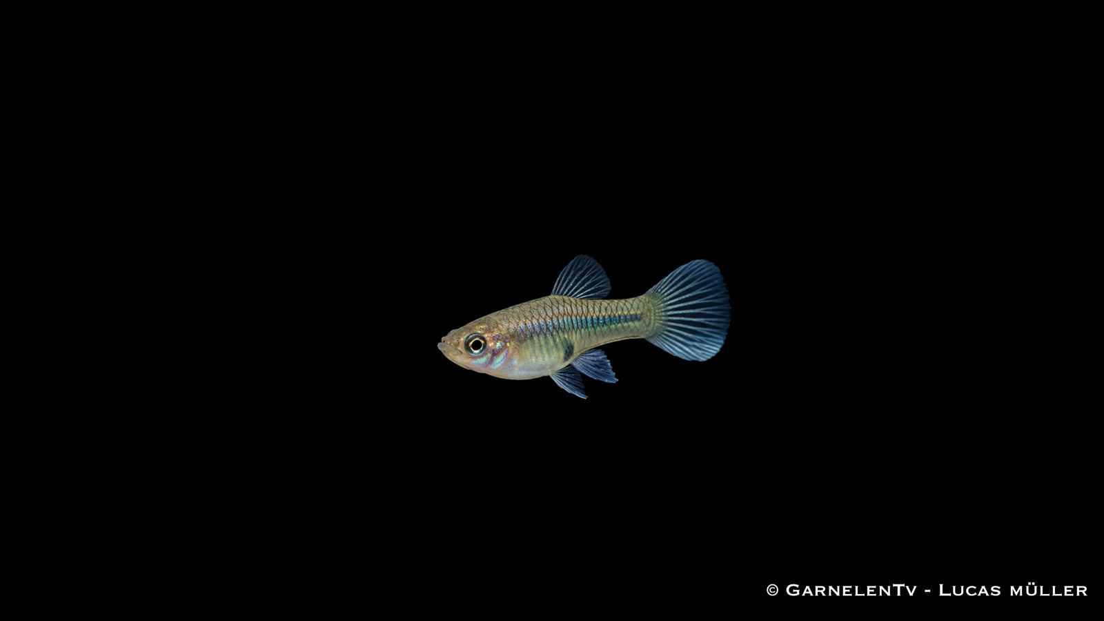 Endlers Guppy weiblich "Santa Maria" - Poecilia wingei