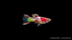 Endlers Guppy männlich Red Neon - Poecilia wingei