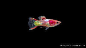 Endlers Guppy männlich Red Neon - Poecilia wingei