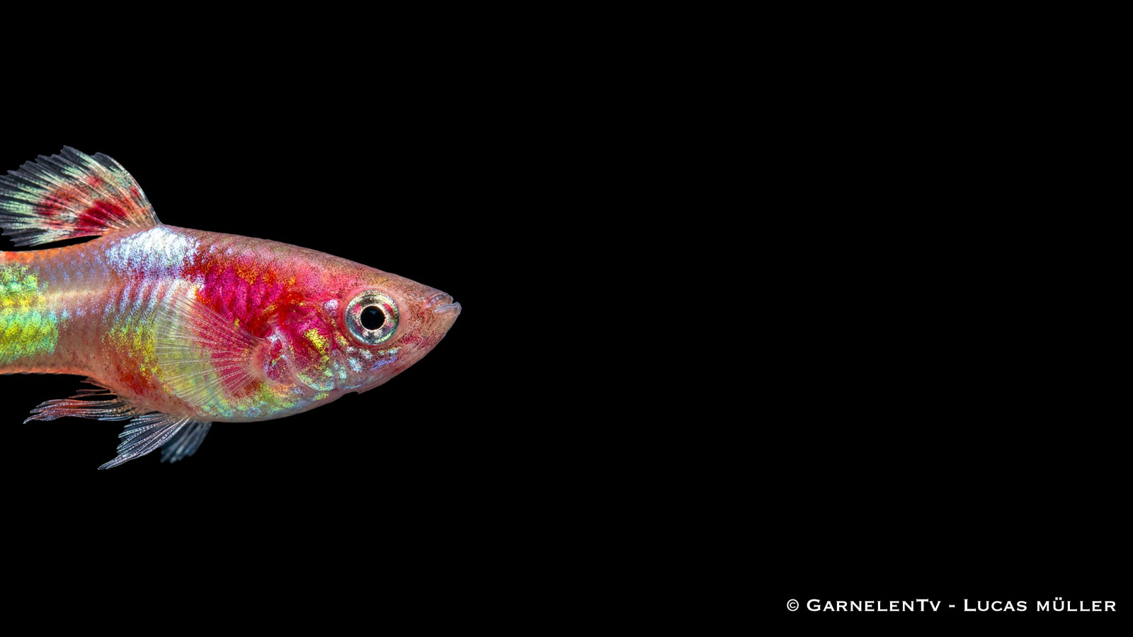 Endlers Guppy männlich Red Neon - Poecilia wingei