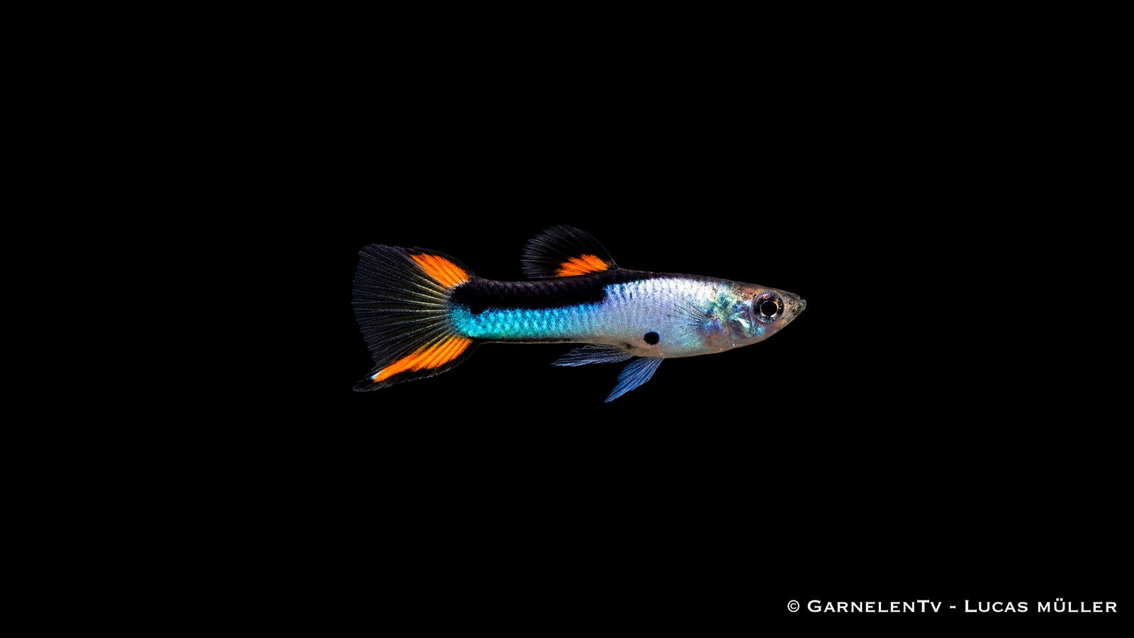 Endlers Guppy männlich „Silverado“ - Poecilia wingei