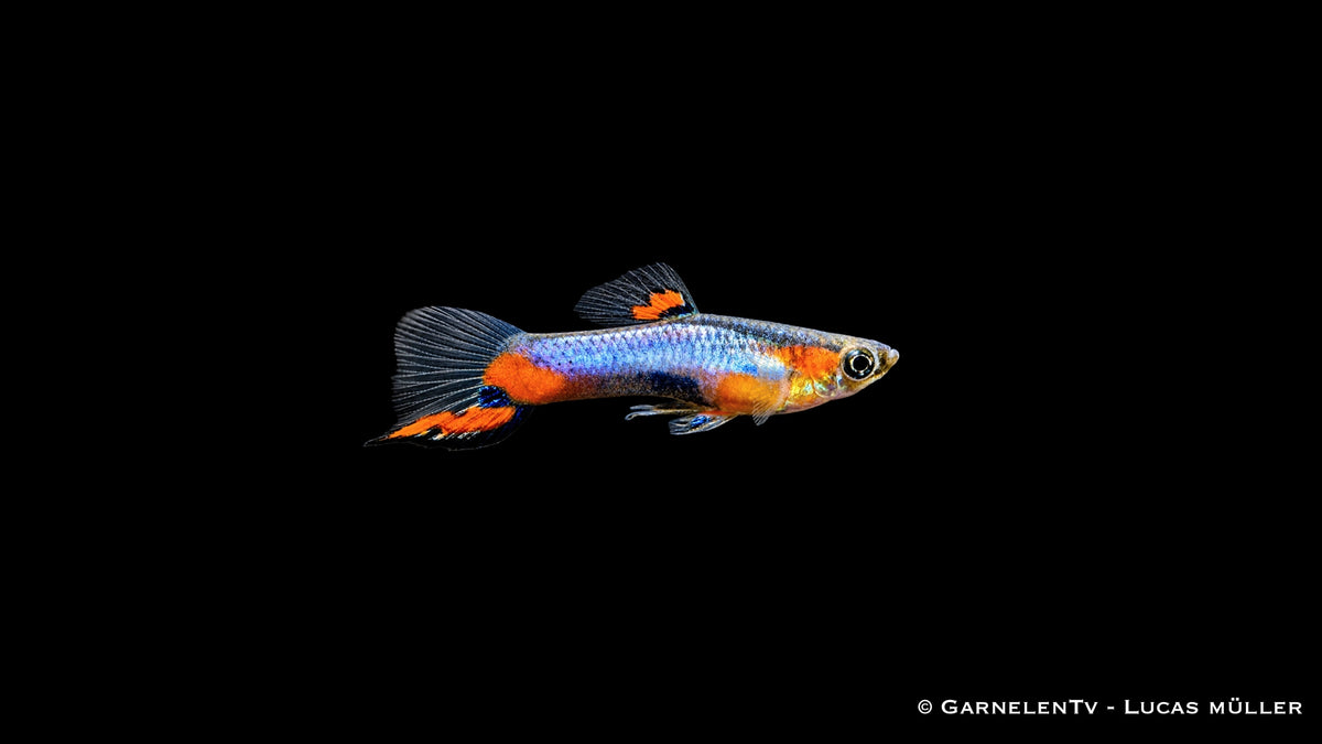 Endlers Guppy Blue Red Star Männchen - Poecilia wingei, blau mit orangeroten Flecken