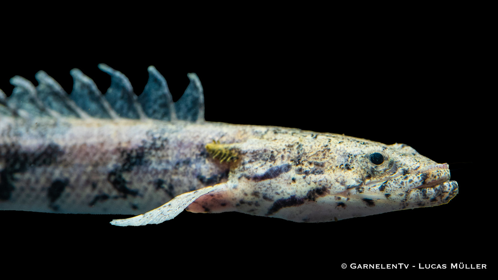 Endlichers Flösselhecht Polypterus endlicherii im Aquarium
