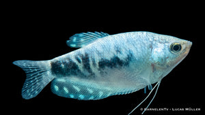 Marmorfadenfisch Cosby - Trichogaster trichopterus