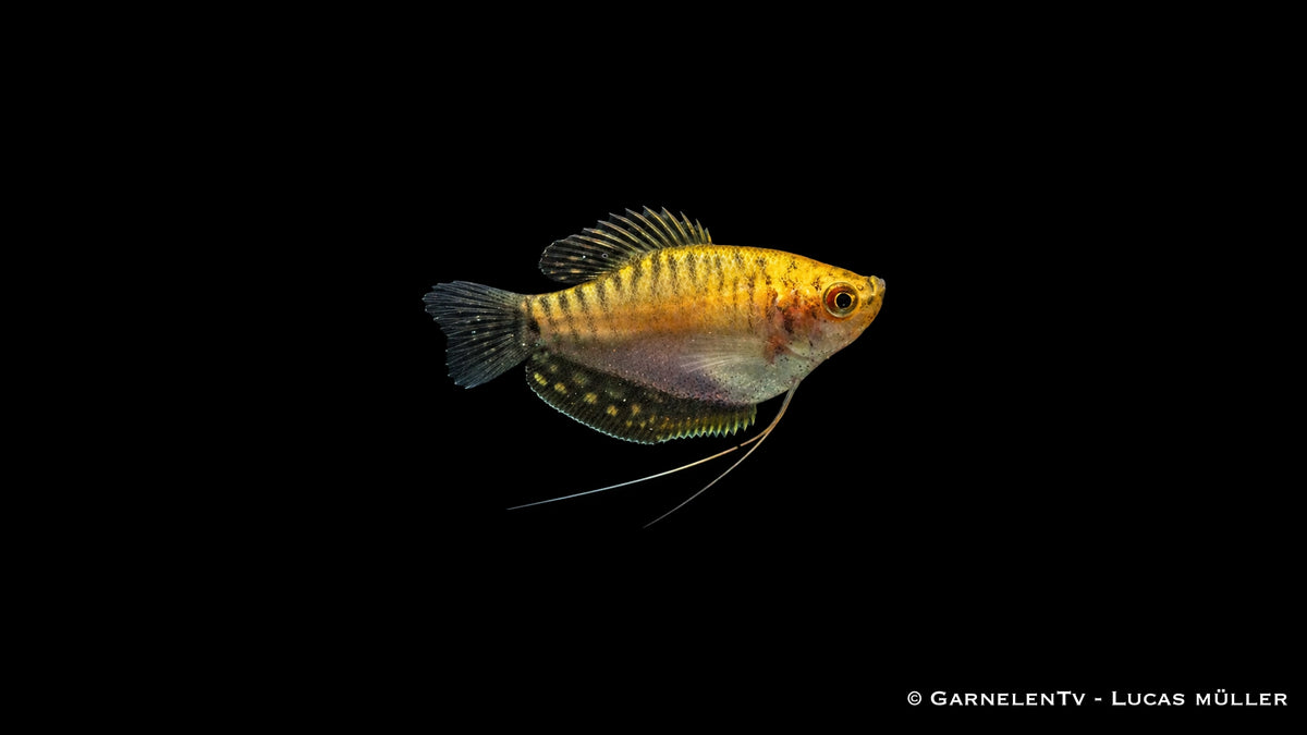 Goldener Fadenfisch - Trichogaster trichopterus gold mit langen Bauchfäden