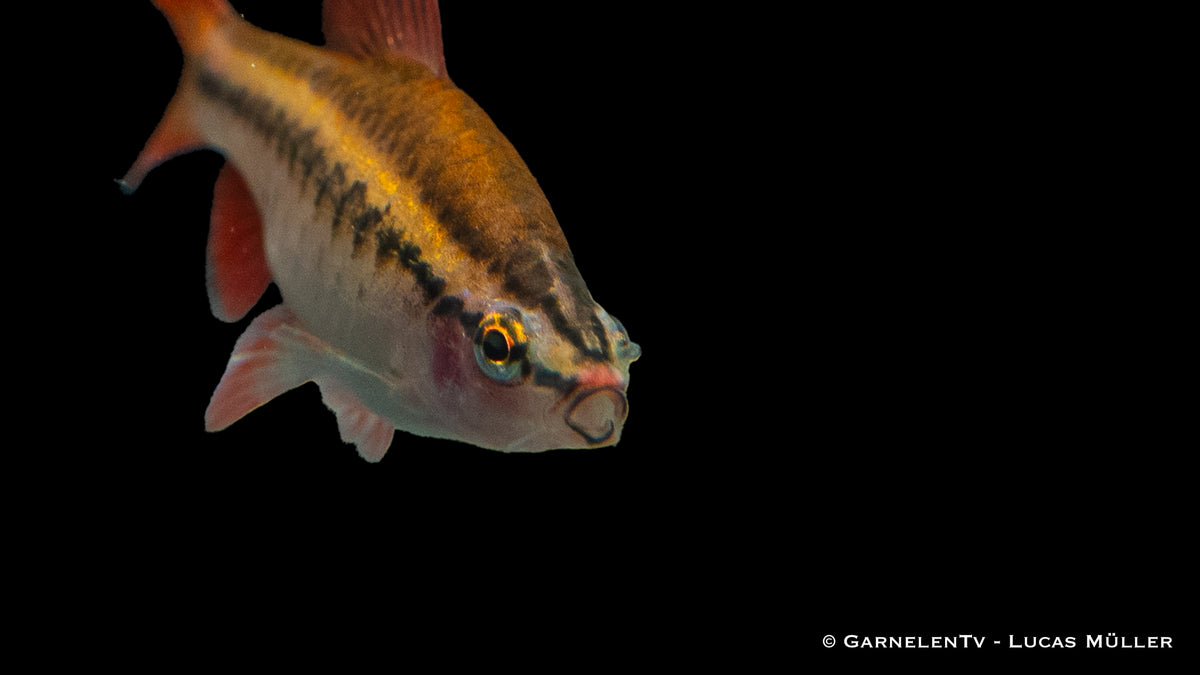 Farbige Bitterlingsbarben in einem Süßwasseraquarium