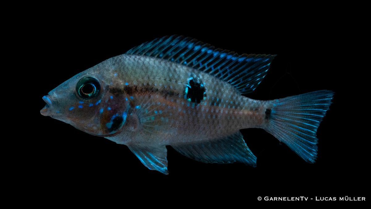 Thorichthys meeki mit orange-rotem Maul und Flossen