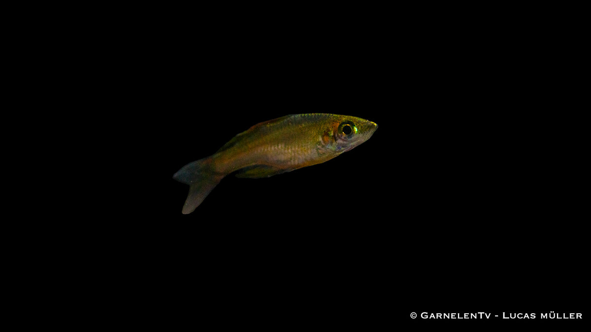 Schwarm von Filigran-Regenbogenfischen in klarem Wasser