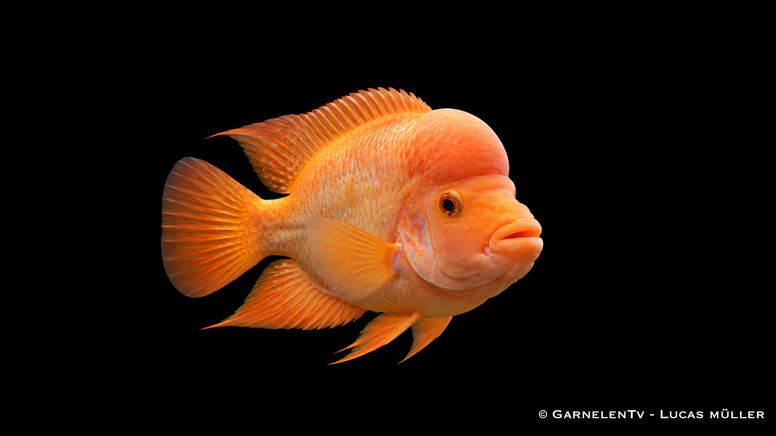 Flamingobuntbarsch - Amphilophus labiatus im Aquarium