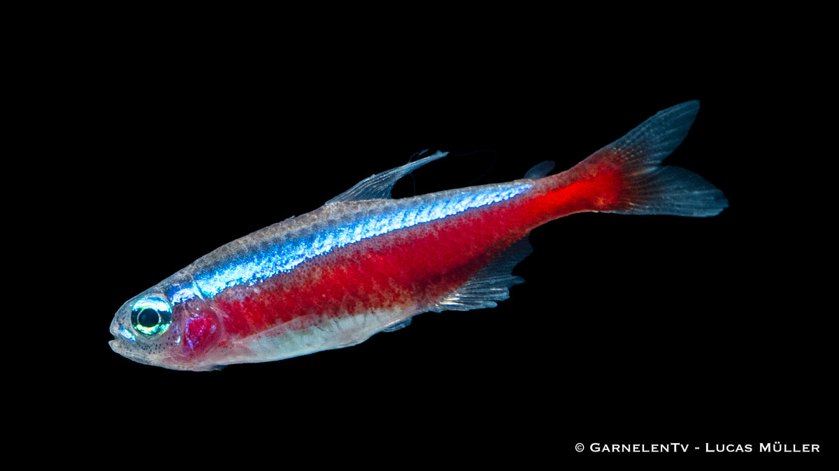 Freshwater Roter Neon Jumbo from German Breeding