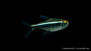 Freshwater Schwarzer Neon Fish in Aquarium Tank