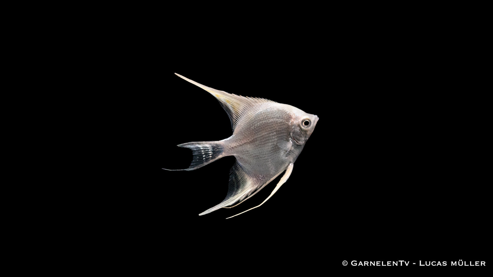 Skalar Snow Diamond Pterophyllum scalare