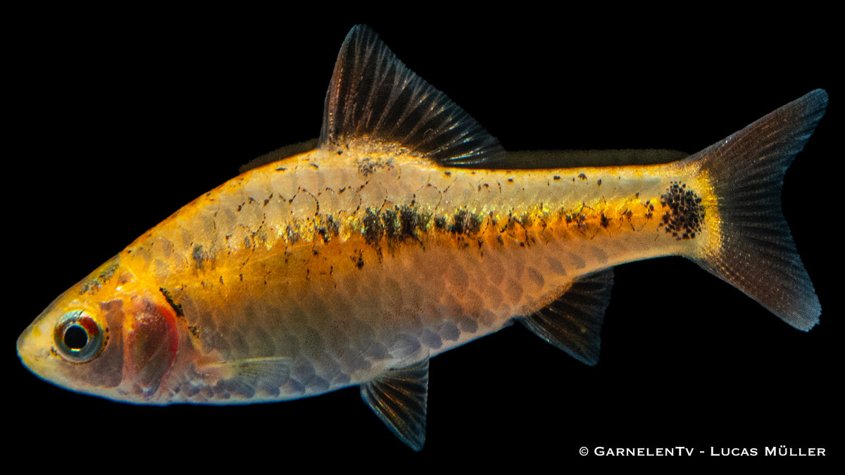 Friedliche Brokatbarben neben anderen Aquarienfischen