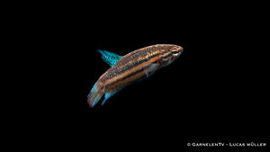 Friedlicher Kampffisch im bepflanzten Aquarium