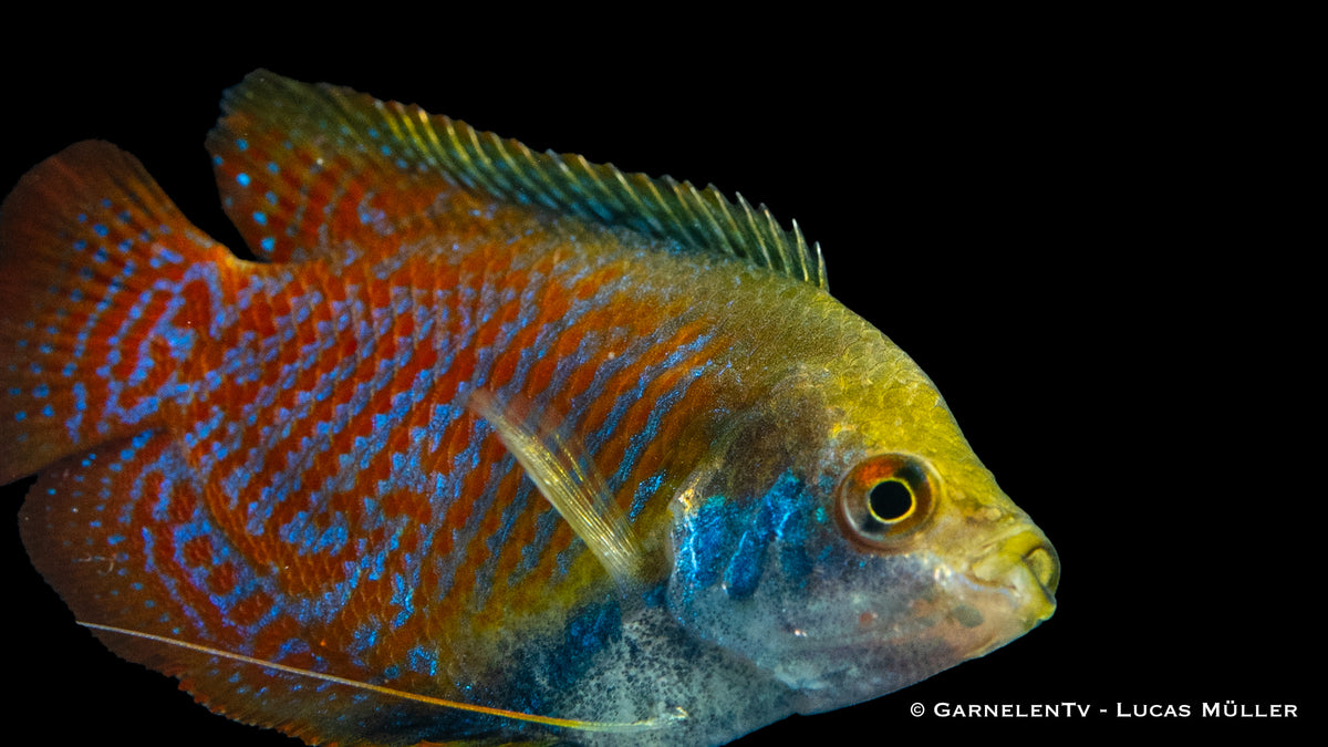Friedlicher Zwergfadenfisch Trichogaster lalius in Aquarienlandschaft

