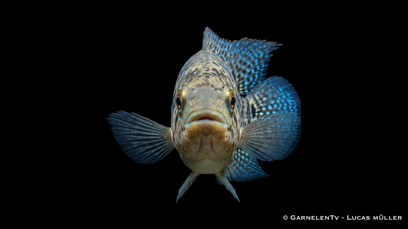 Friedrichthals Buntbarsch Parachromis friedrichsthalii mit kräftigem Körperbau und markanter Fleckenzeichnung im Aquarium