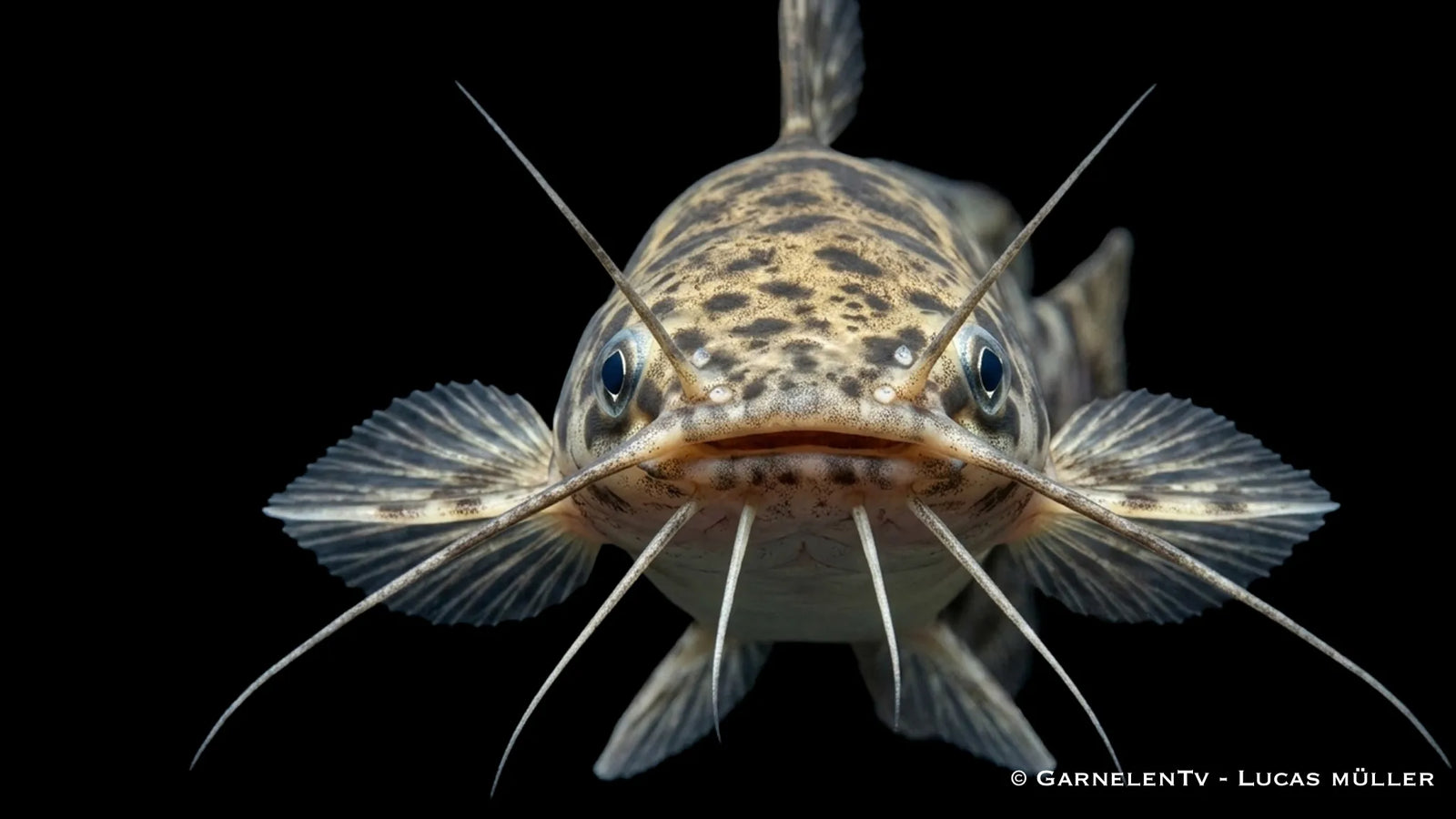 Gescheckter Froschwels XL Clarias batrachus mit kräftigem Körperbau und auffälliger Musterung im Aquarium
Nahaufnahme ei