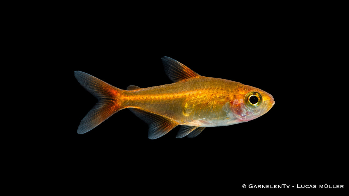 Funkensalmler im dicht bepflanzten Aquarium mit warmem Licht, intensive orange Färbung und ruhiges Schwarmverhalten