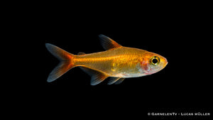 Funkensalmler im dicht bepflanzten Aquarium mit warmem Licht, intensive orange Färbung und ruhiges Schwarmverhalten