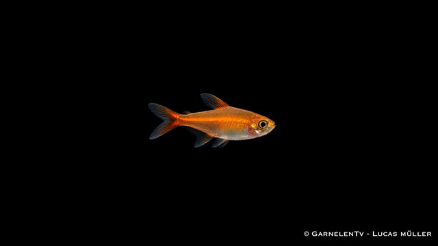 Funkensalmler - Hyphessobrycon amandae