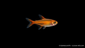 Funkensalmler - Hyphessobrycon amandae