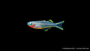 Gabelschwanz Blauauge Pseudomugil furcatus im Aquarium