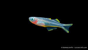 Pseudomugil furcatus in friedlicher Gemeinschaft mit anderen Fischen