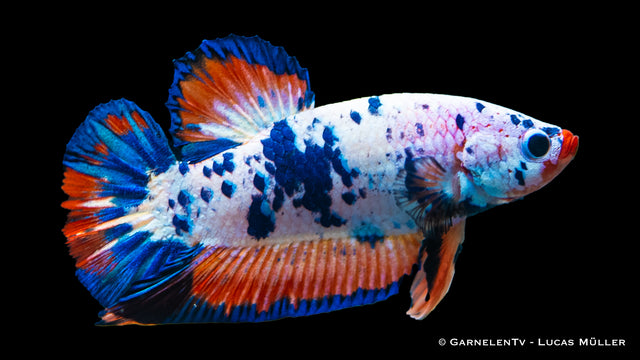 Kampffisch Koi Galaxy Plakat mit leuchtenden Farben
