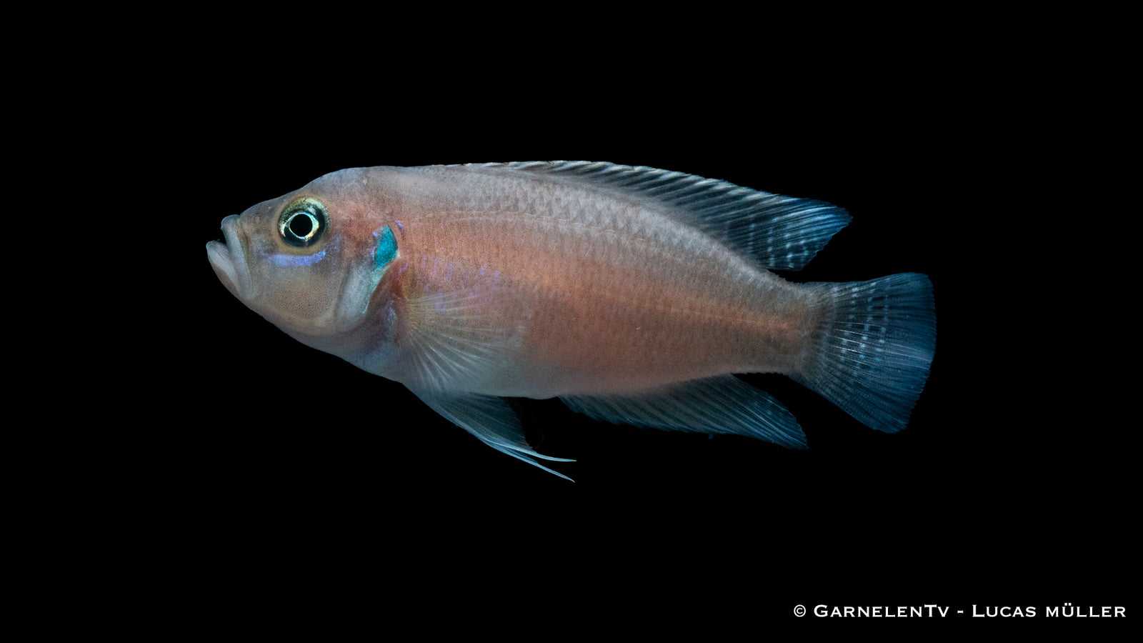 Gebänderter Schneckenbuntbarsch Neolamprologus brevis im Aquarium