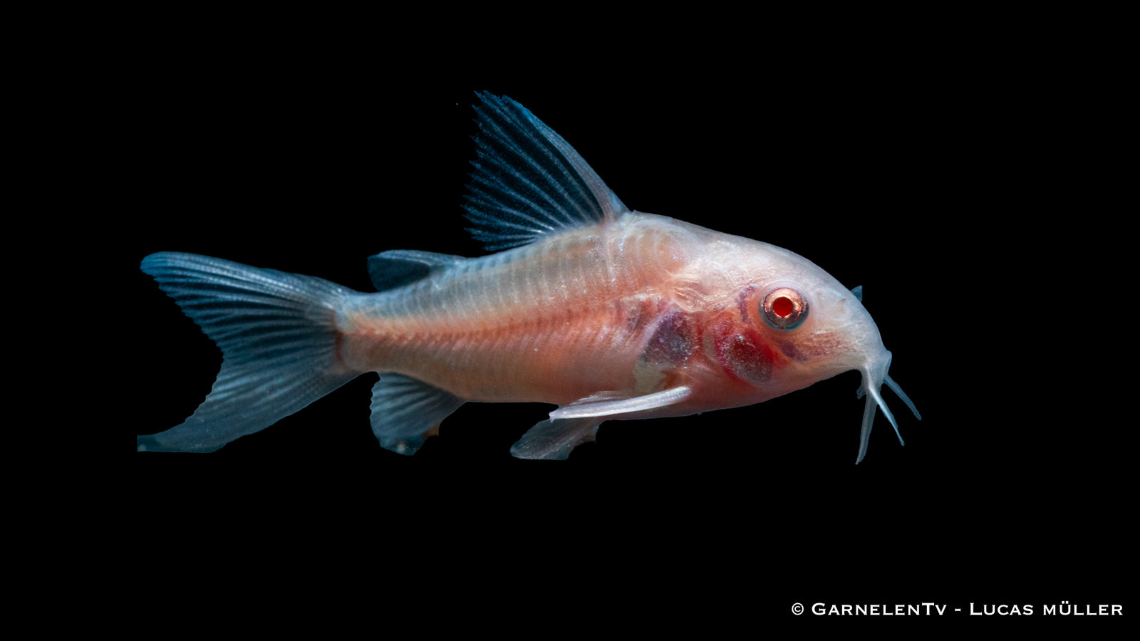 Gefleckter Panzerwels Albino Corydoras paleatus im Aquarium