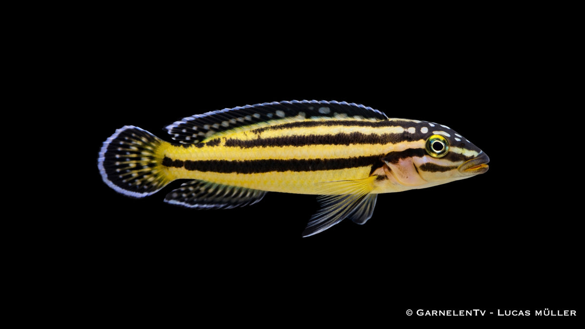 Schlankcichlide im Tanganjika Stil Aquarium mit Steinen und Höhlen, natürliches Verhalten sichtbar