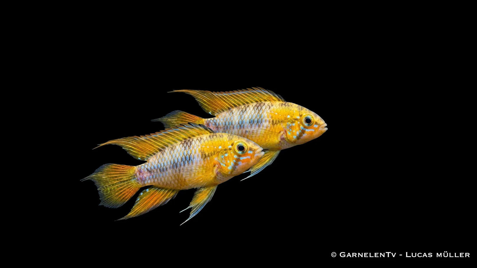 Gelber Zwergbuntbarsch Opal Apistogramma borellii mit leuchtender Färbung und feinen blauen Akzenten im Aquarium