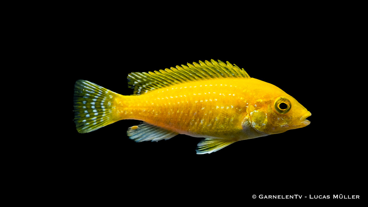 Gelbe Buntbarsche für Aquarium