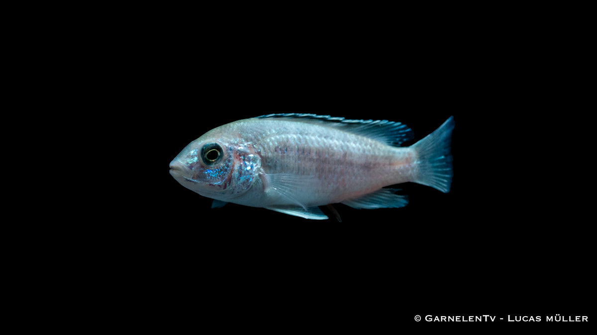 Gelber Maulbrüter White – friedlicher Malawisee-Buntbarsc