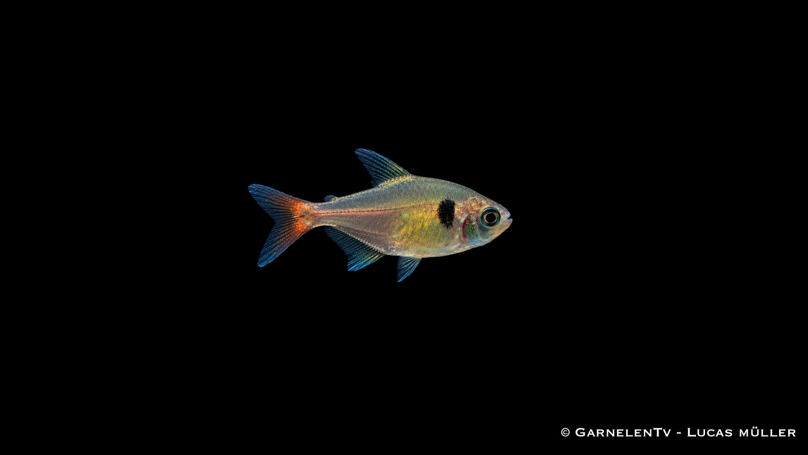 Gelber Phantomsalmler - Hyphessobrycon roseus