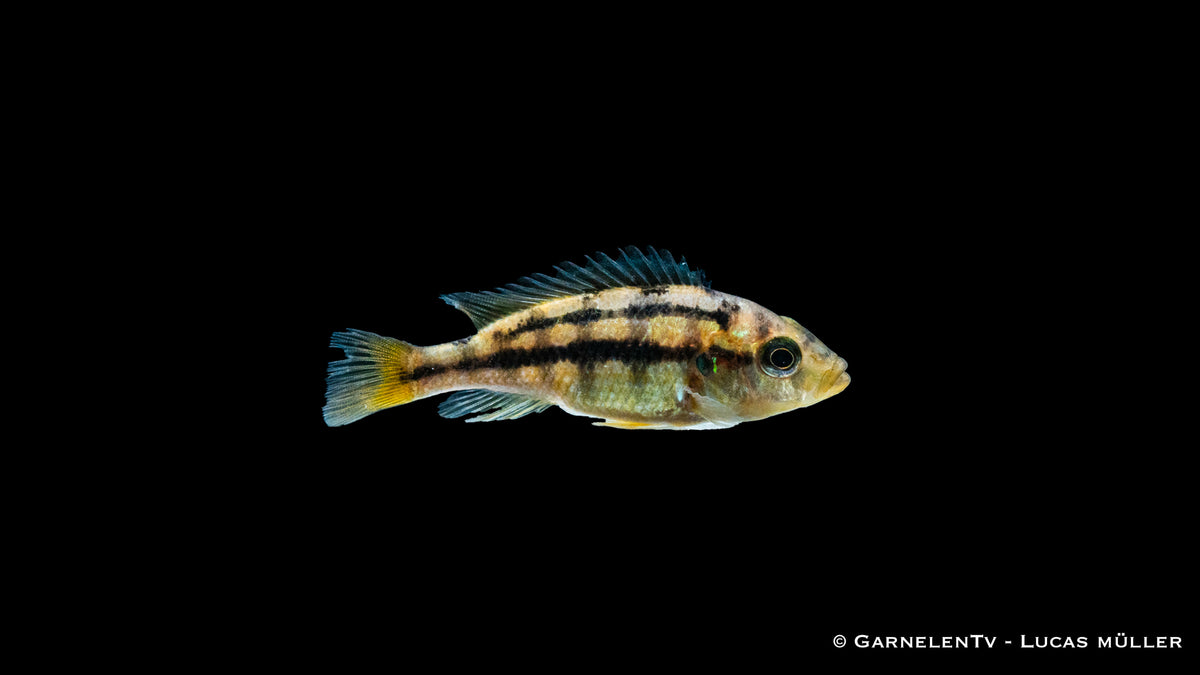 Gelber Viktoria Maulbrüter Haplochromis Rock Kribensis im Aquarium
