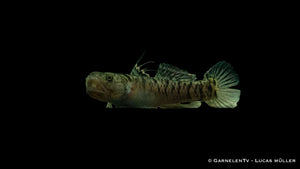 Friedliche Goldstreifen-Grundel im Aquarium