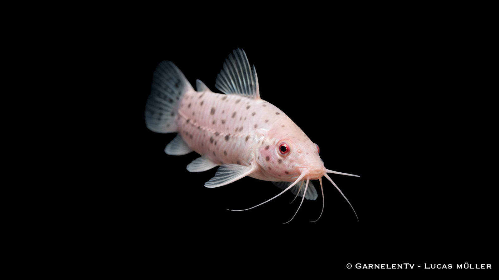 Gemalter Schwielenwels "albino" - Hoplosternum thoracatum