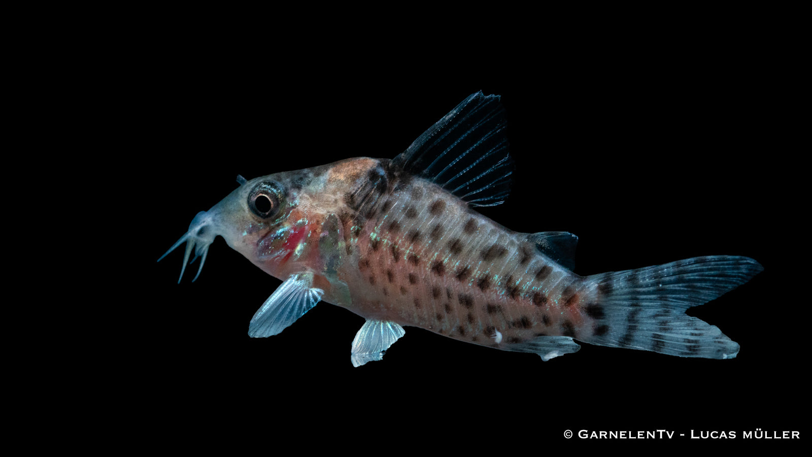 Gepunkteter Panzerwels Corydoras punctatus im Aquariu