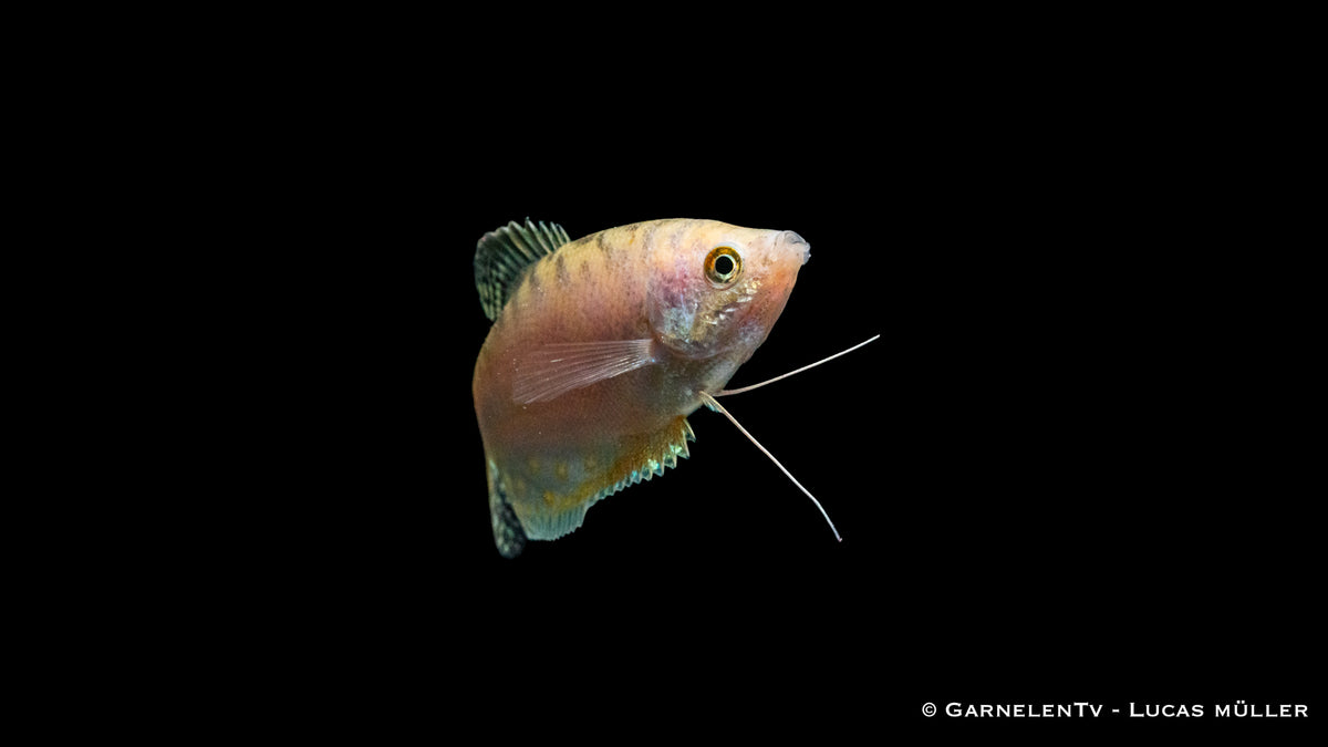 Gepunkteter Opal-Fadenfisch close-up in tank