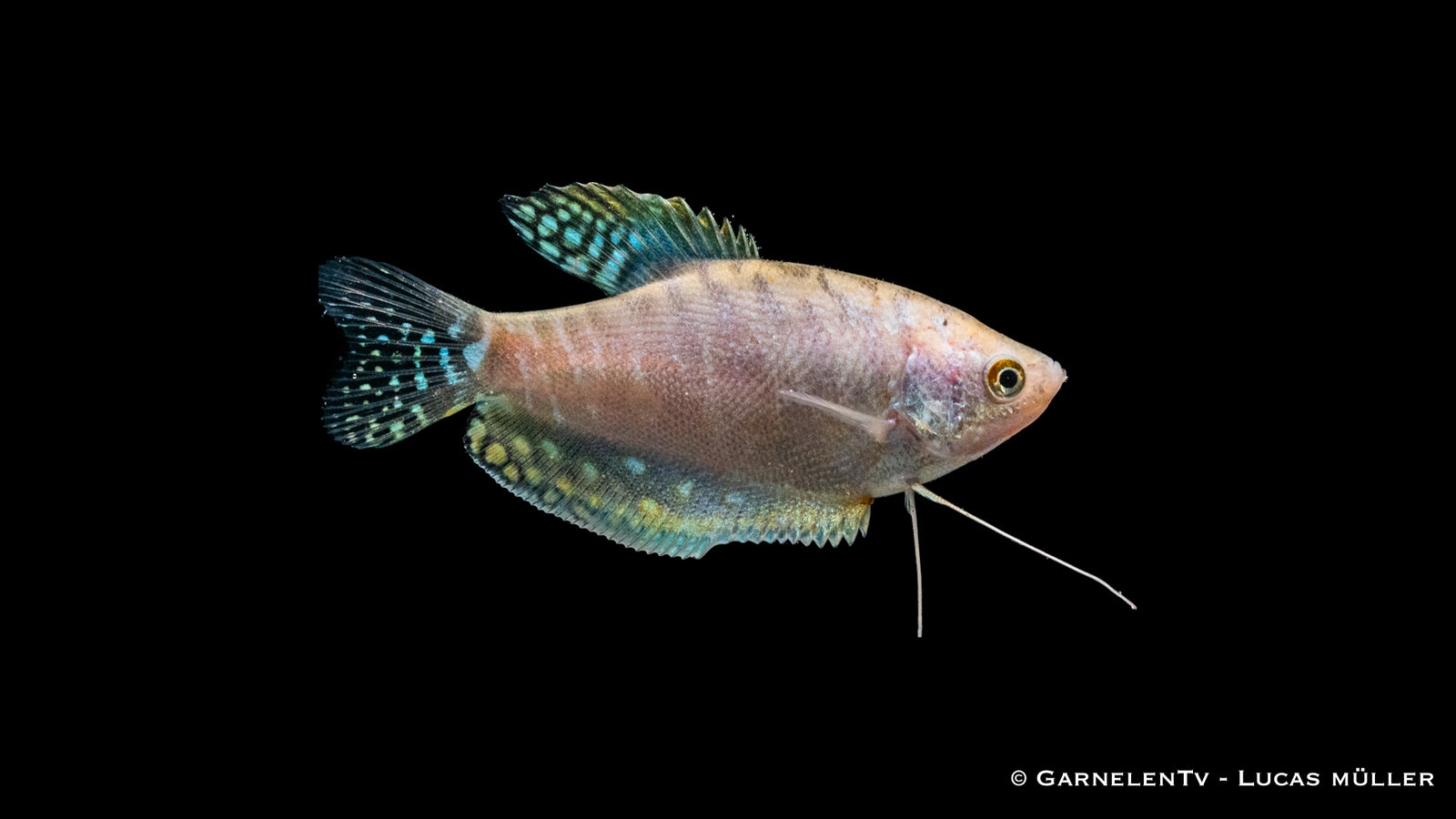 Gepunkteter Opal-Fadenfisch swimming in aquarium