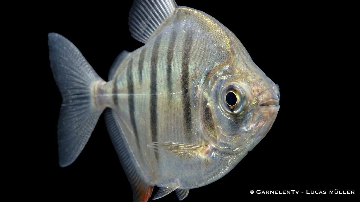 Metynnis fasciatus als gestreifter Scheibensalmler, ein lebhafter Schwarmfisch mit auffälliger Linienzeichnung für größere Aquarien