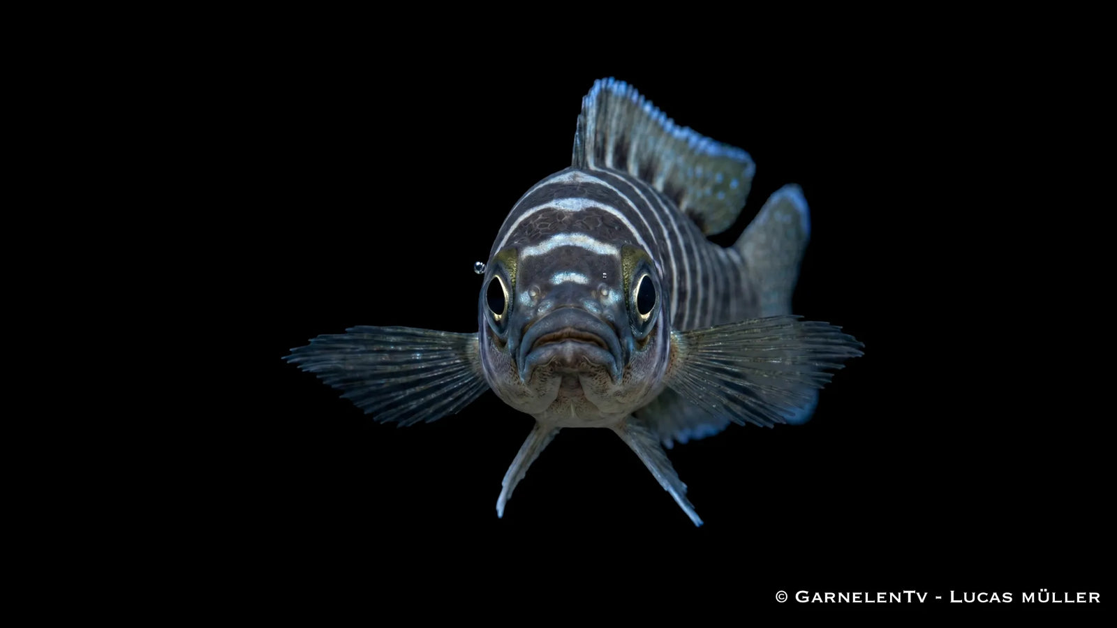 Gestreifter Tanganjika Buntbarsch Neolamprologus cylindricus mit schlankem Körper, kontrastreichen Vertikalstreifen und typischer Felsenbewohner Optik im Aquarium