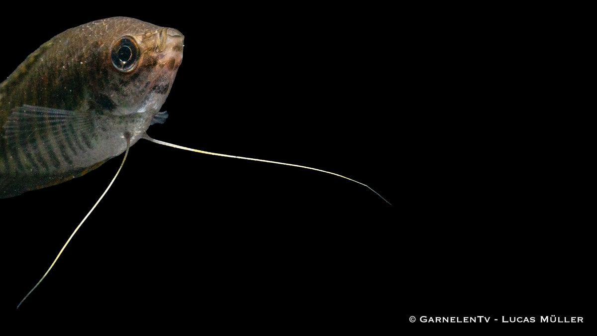 Gestreifter Fadenfisch (Trichopodus fasciata) swimming in tank