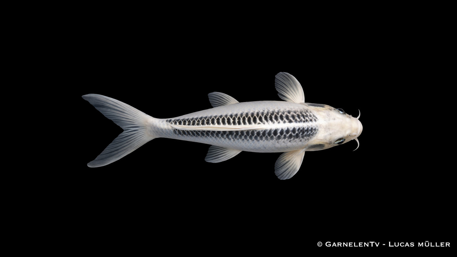 Ghost Koi mit metallischem Glanz und schlanker Körperform im klaren Wasser