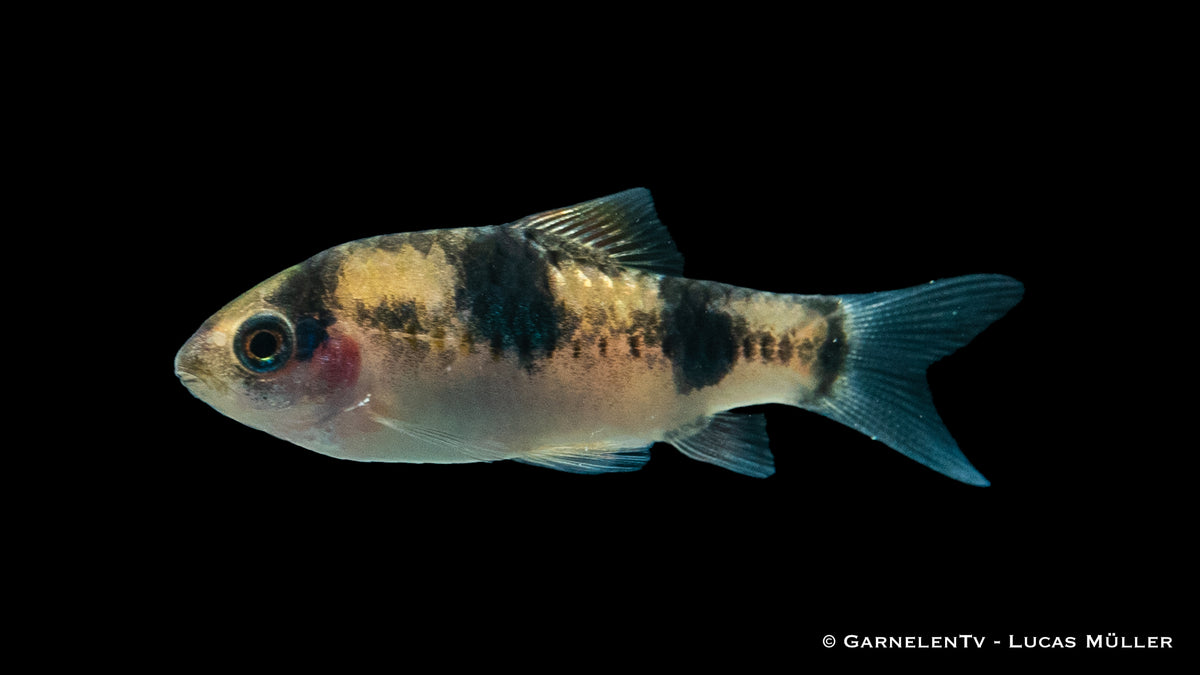 Glühkohlenbarben in einer Gruppe im Aquarium